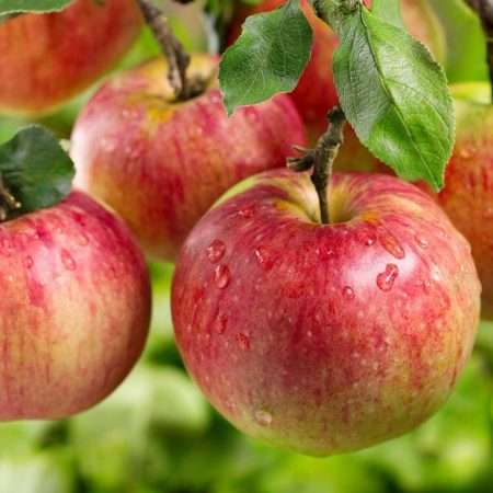 Zdrowie w jabłkach
