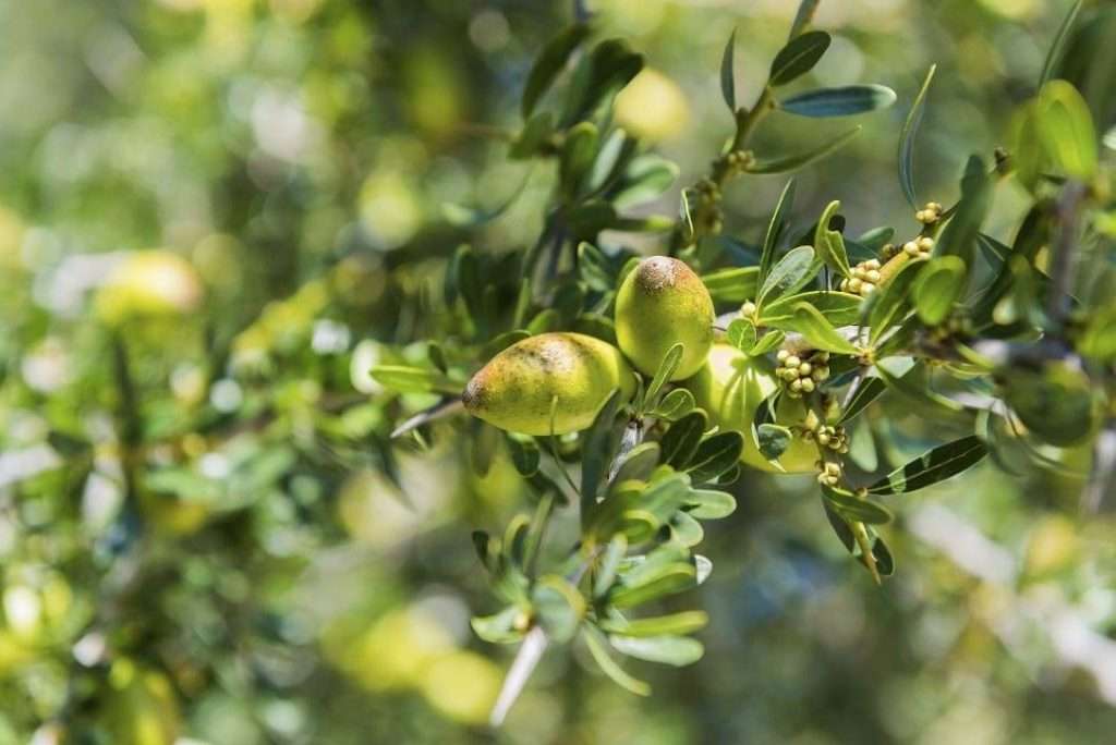 Branch of argan tree full of fresh and green fruits. Argan fruits are used for cosmetical products