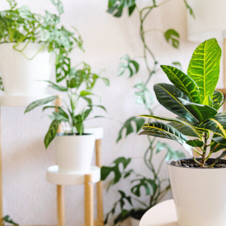 Jak wyeksponować rośliny w domu, na balkonie lub na tarasie?