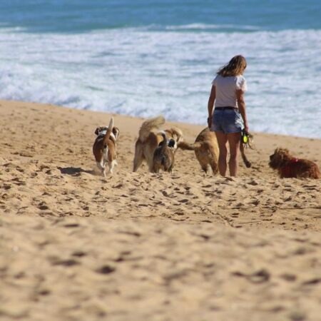 Wyprawa z psem na plażę