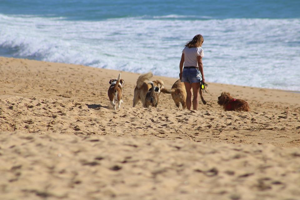 z psem na plażę