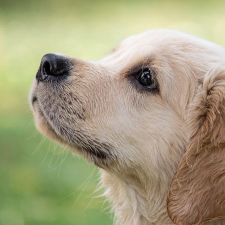 Pasztet dla psa – pyszna i zdrowa przekąska dla pupila
