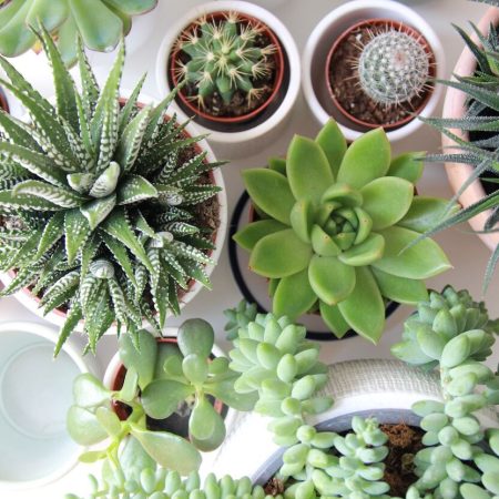 Jak stworzyć mini ogród z roślin doniczkowych w mieszkaniu?