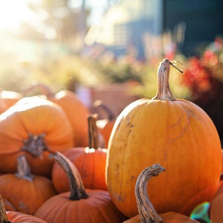 Jesienne dynie w nowym świetle