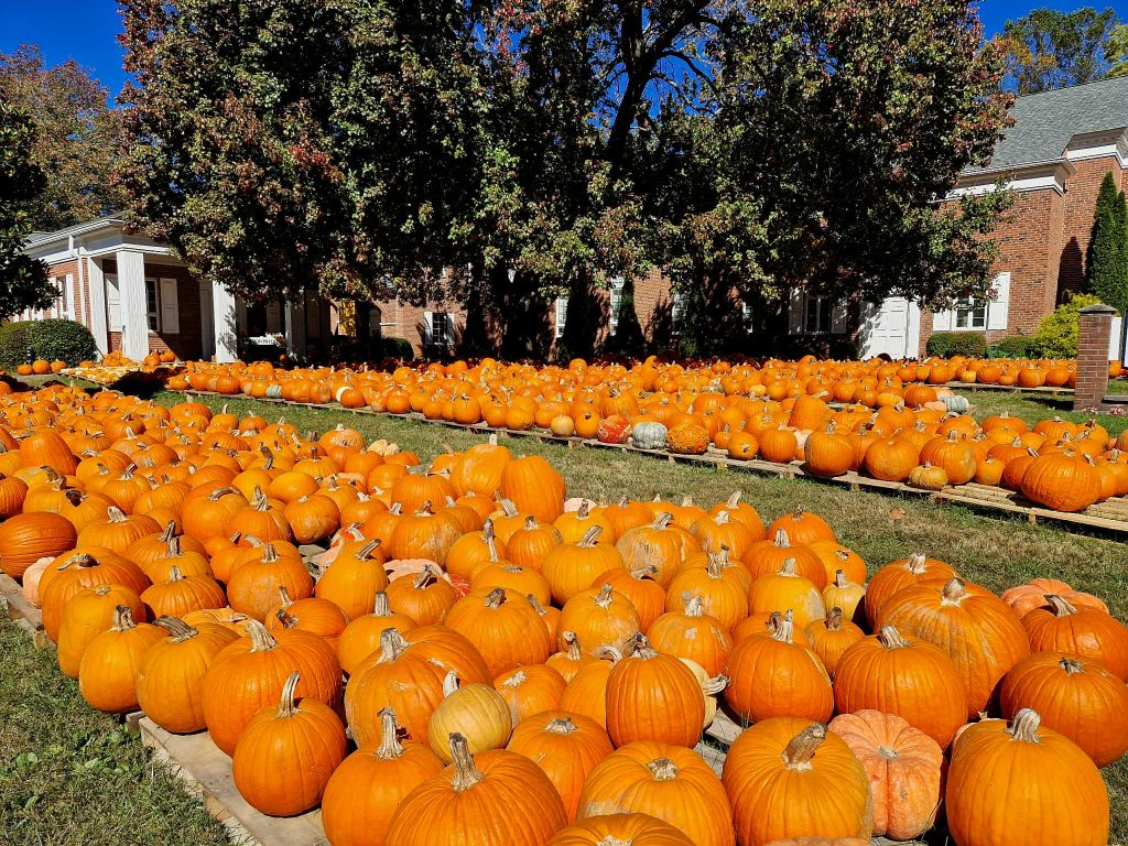 jesienne dynie w Stanach