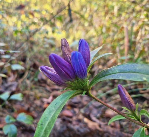 parki w Stanach Zjednoczonych 