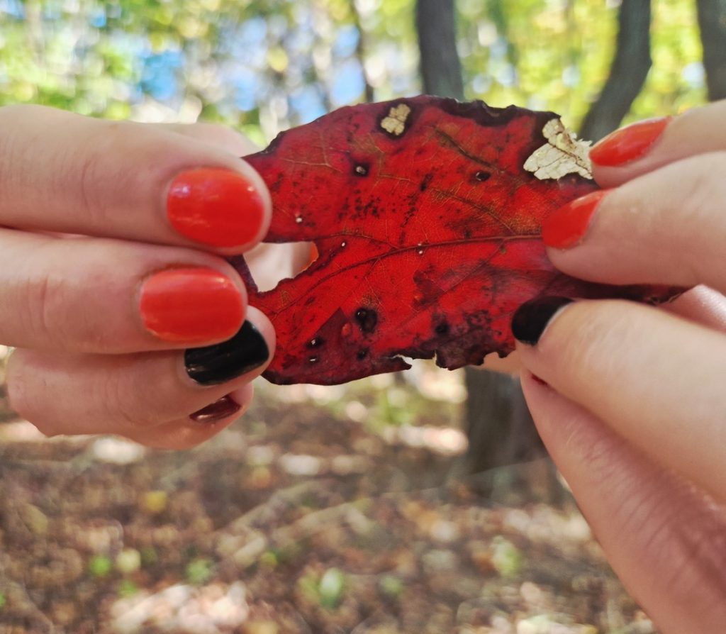 jesienne liście w lesie - odkryj w sobie jesieniarę 
