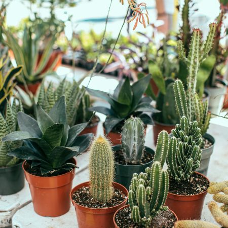 Na co zwracać uwagę kupując rośliny online?